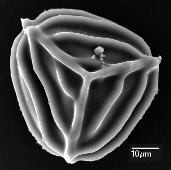 Anemiaceae Anemia microstachys