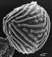 image of Anemia guatemalensis