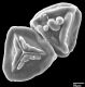 image of Jamesonia novogranatensis