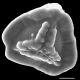 image of Jamesonia novogranatensis