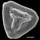 image of Jamesonia novogranatensis