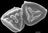 image of Jamesonia novogranatensis