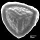 image of Jamesonia peruviana