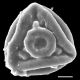 image of Jamesonia peruviana
