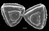 image of Jamesonia peruviana