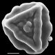 image of Jamesonia pulchra