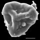 image of Jamesonia pulchra