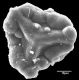 image of Jamesonia pulchra