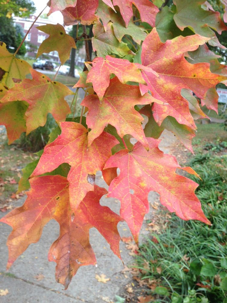 Aceraceae Acer saccharum