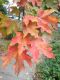 image of Acer saccharum