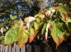 image of Cornus florida