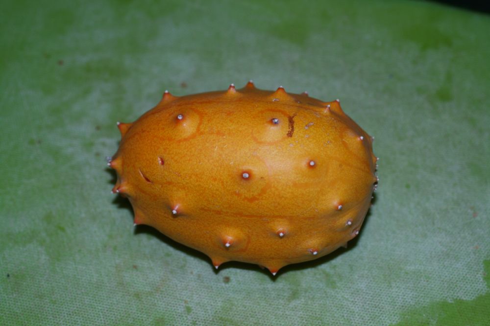 Cucurbitaceae Cucumis metulifera