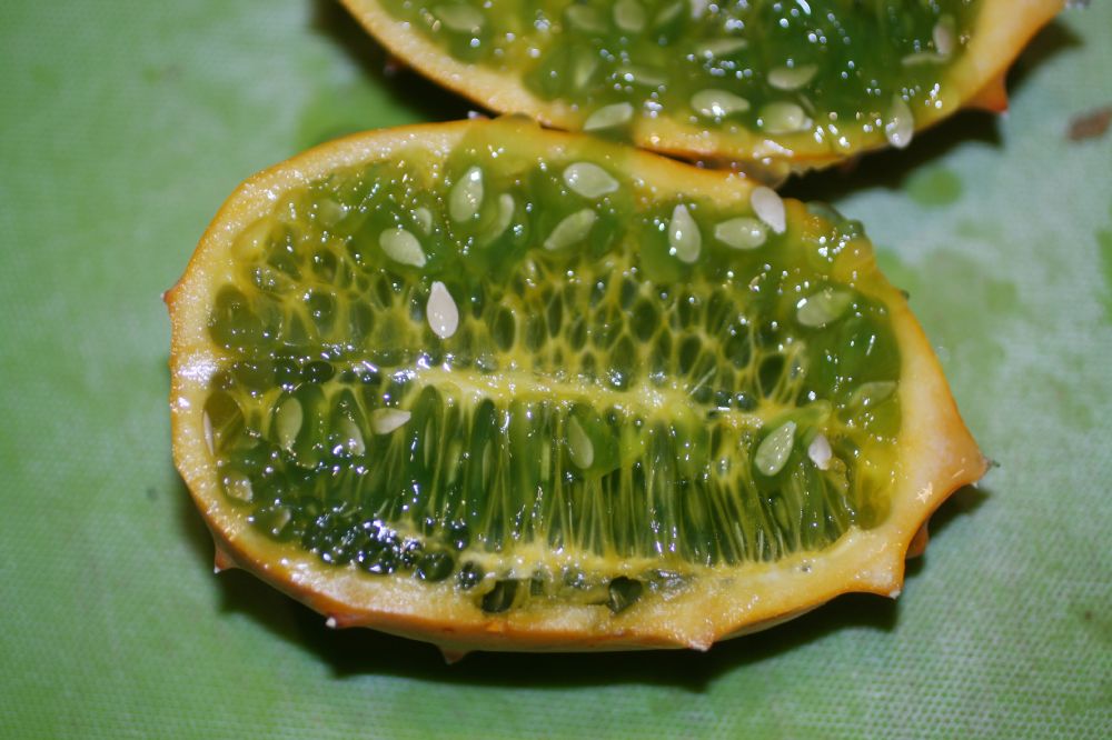 Cucurbitaceae Cucumis metulifera