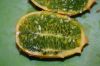 image of Cucumis metulifera