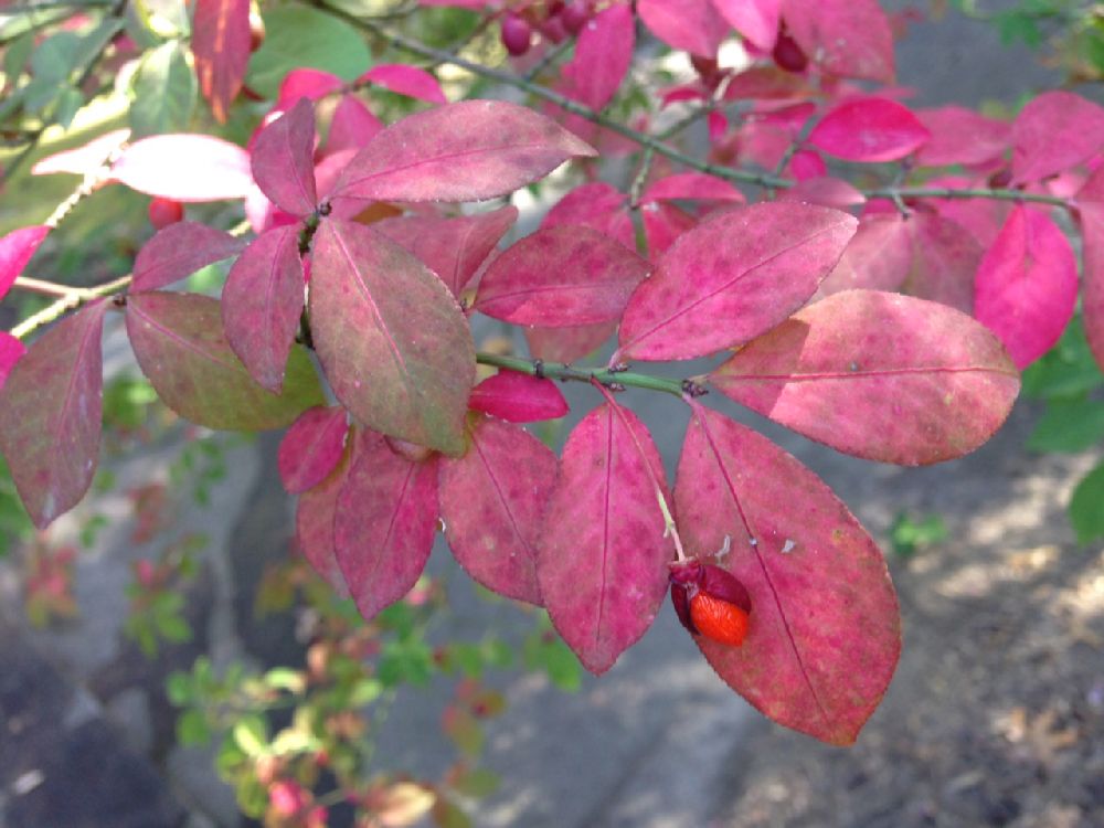 Celastraceae Euonymus alata