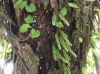 image of Microgramma nana
