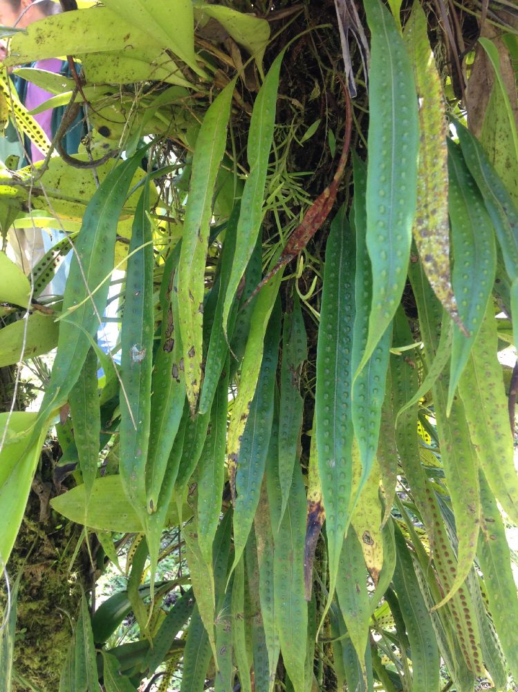 Polypodiaceae Microgramma percusa