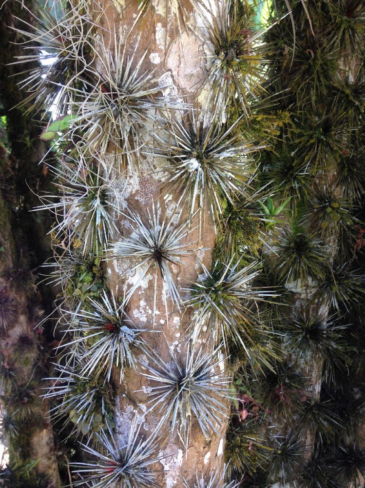 Cactaceae Pereskia 