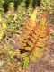 image of Polypodium rhodopleuron
