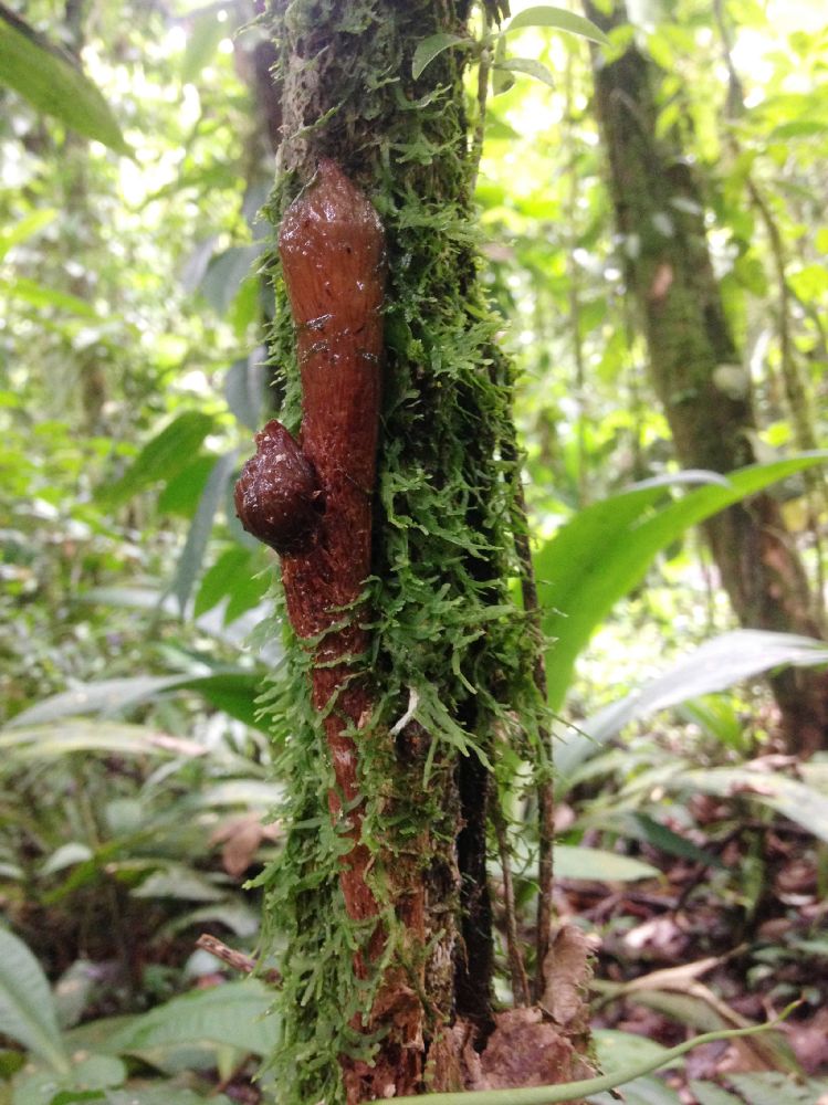 Dryopteridaceae Polybotrya alfredii