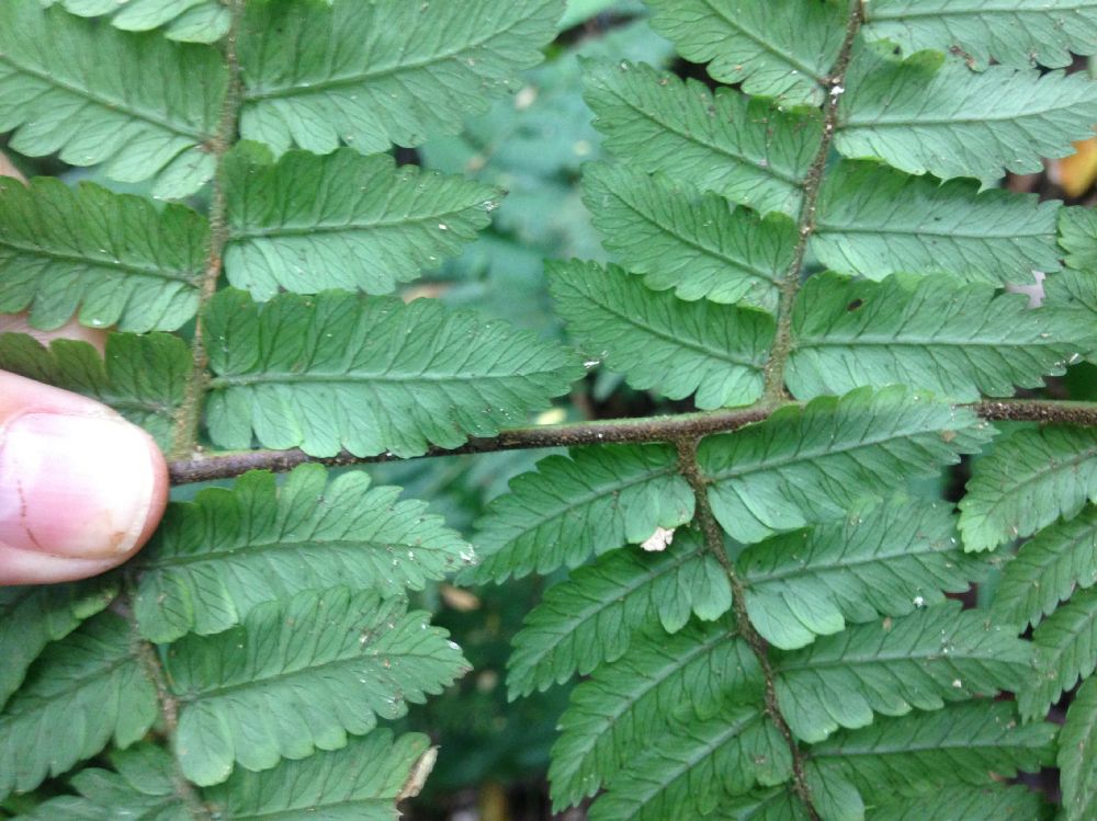 Dryopteridaceae Polybotrya alfredii