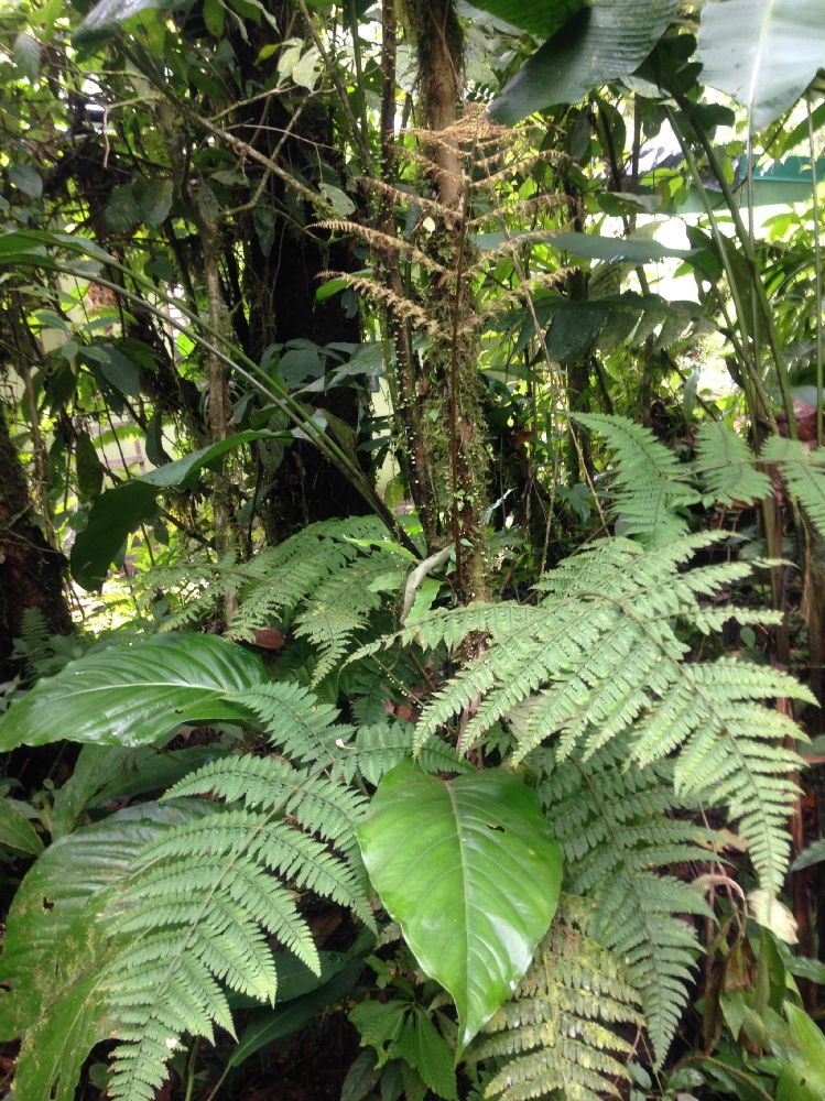 Dryopteridaceae Polybotrya alfredii