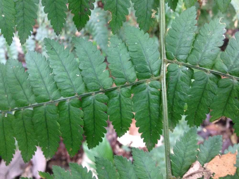 Dryopteridaceae Polybotrya alfredii