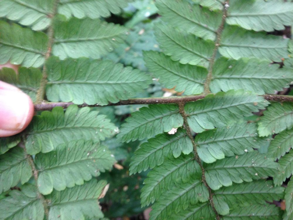 Dryopteridaceae Polybotrya alfredii
