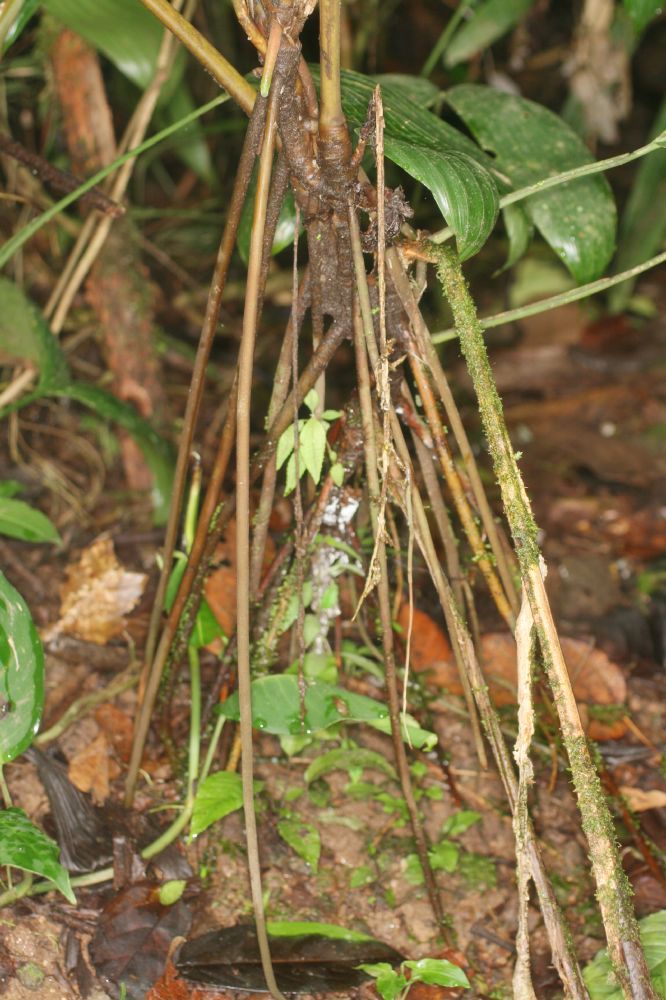 Zingiberaceae Renealmia concinna
