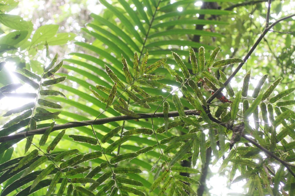 Blechnaceae Salpichlaena papyrus