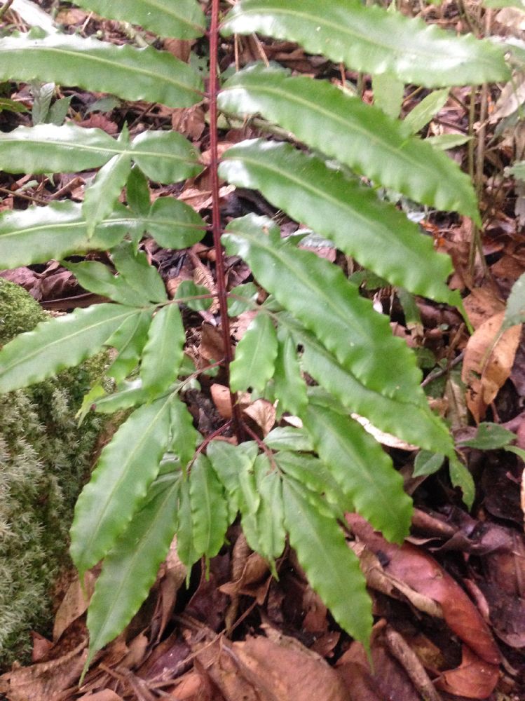 Blechnaceae Salpichlaena papyrus