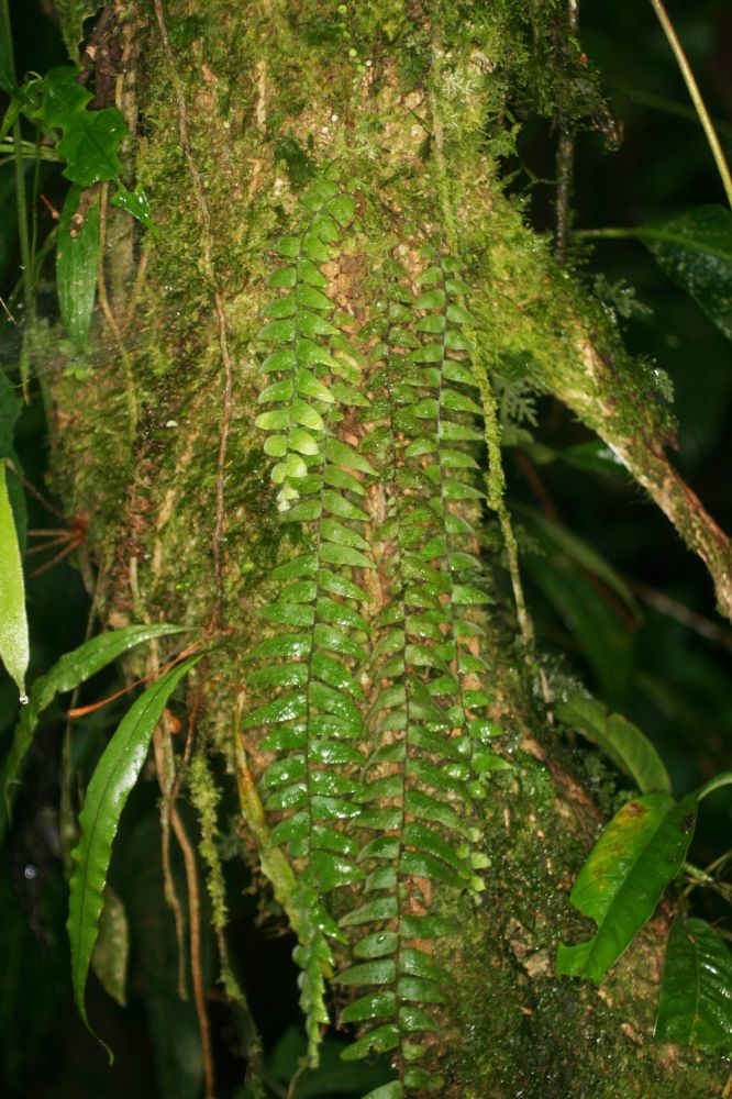 Grammitidaceae Terpsichore reclinatodes