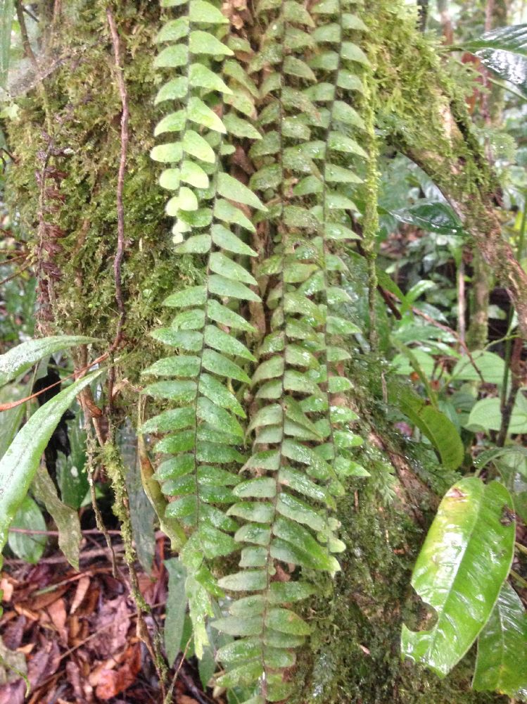 Grammitidaceae Terpsichore reclinatodes