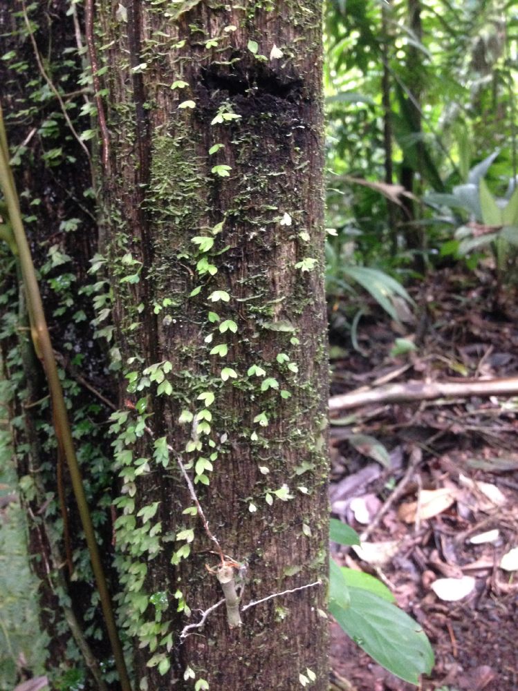 Aspleniaceae Asplenium holophlebium