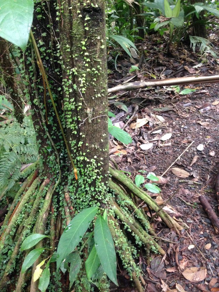 Aspleniaceae Asplenium holophlebium