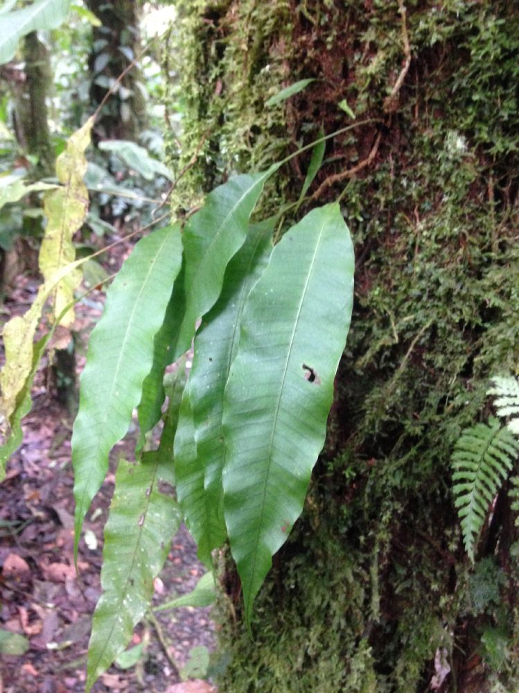 Polypodiaceae Campyloneurum repens, aff