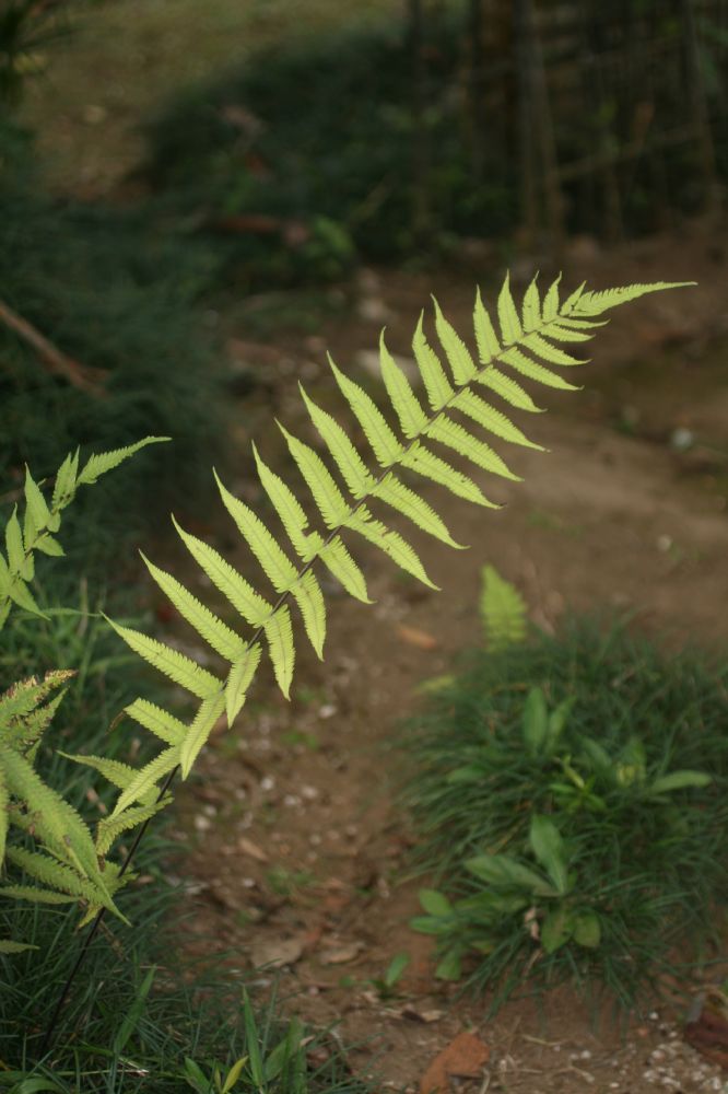 Thelypteridaceae Christella dentata