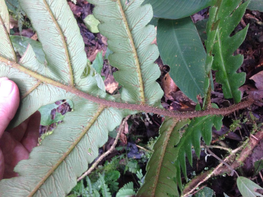 Athyriaceae Diplazium atirrense