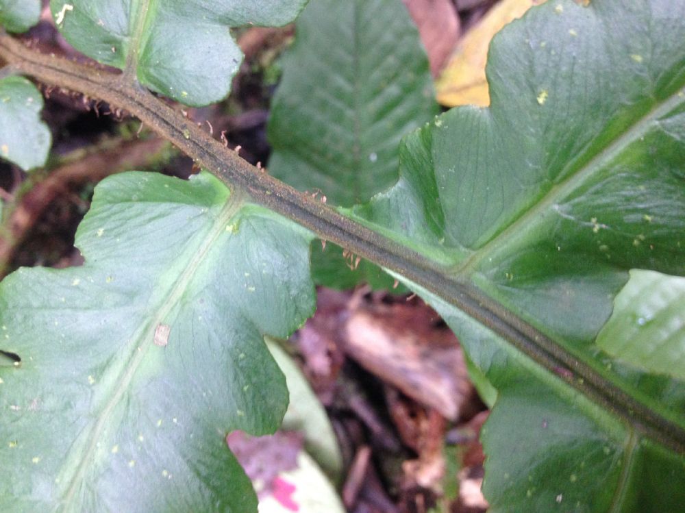 Athyriaceae Diplazium atirrense