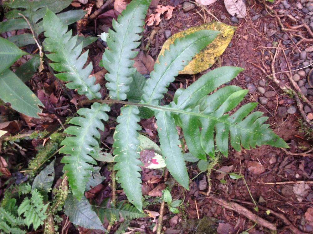 Athyriaceae Diplazium atirrense