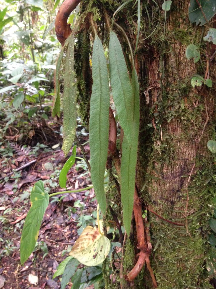 Dryopteridaceae Elaphoglossum 