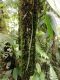 image of Lellingeria suspensa