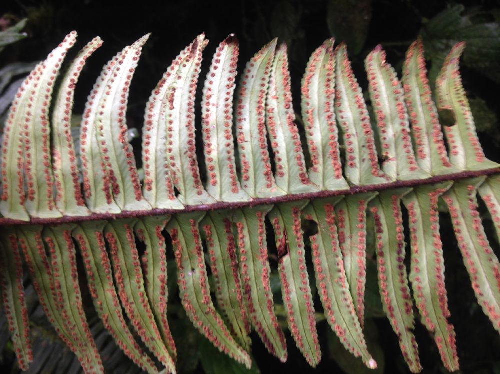 Nephrolepidaceae Nephrolepis rivularis