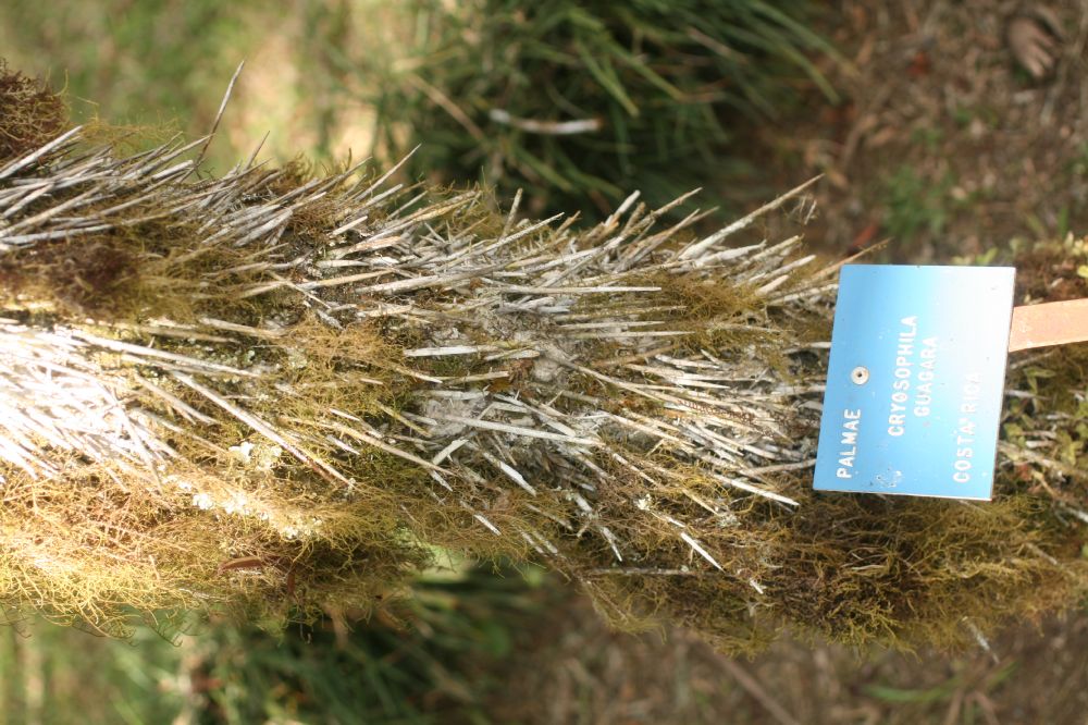 Arecaceae Cryosophila guagara