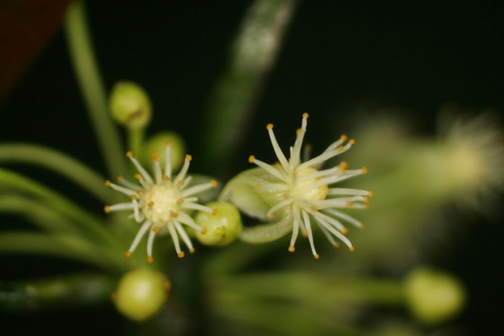 Clusiaceae Garcinia intermedia