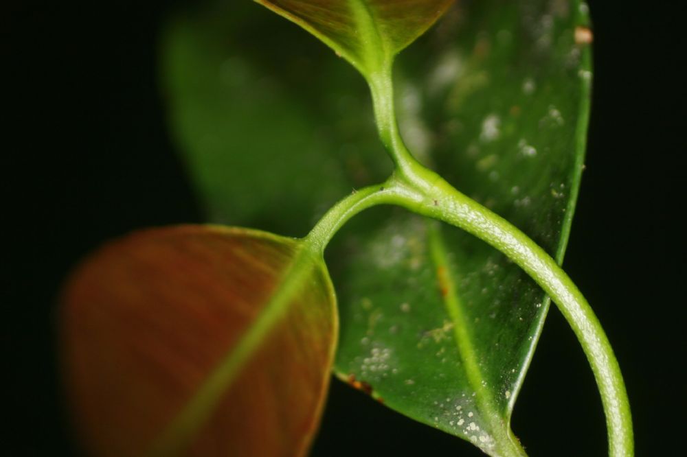 Clusiaceae Garcinia intermedia