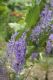 image of Petrea volubilis