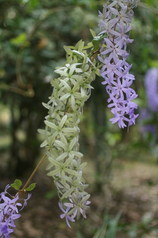 Verbenaceae Petrea volubilis