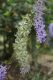 image of Petrea volubilis