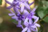image of Petrea volubilis
